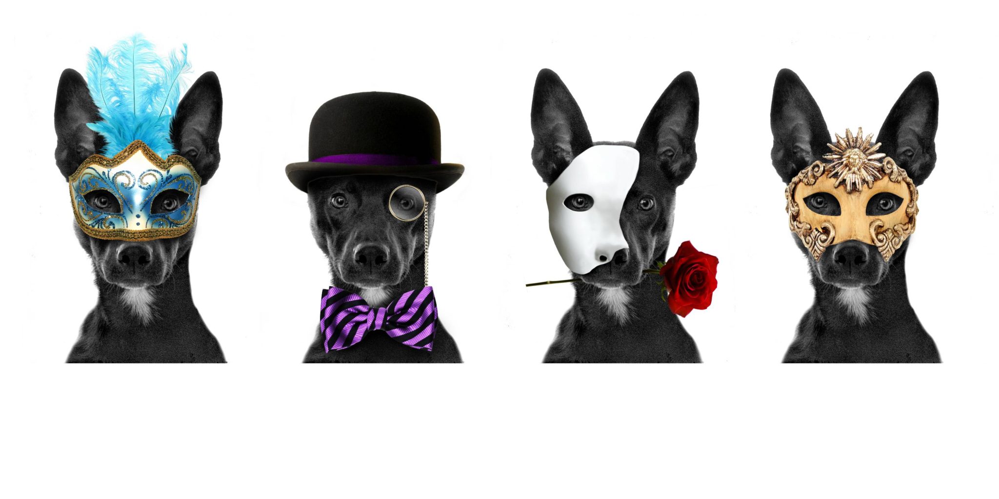 Fashion Faux Paws 2013