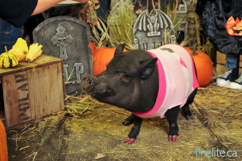 Halloween Foodraiser 2013