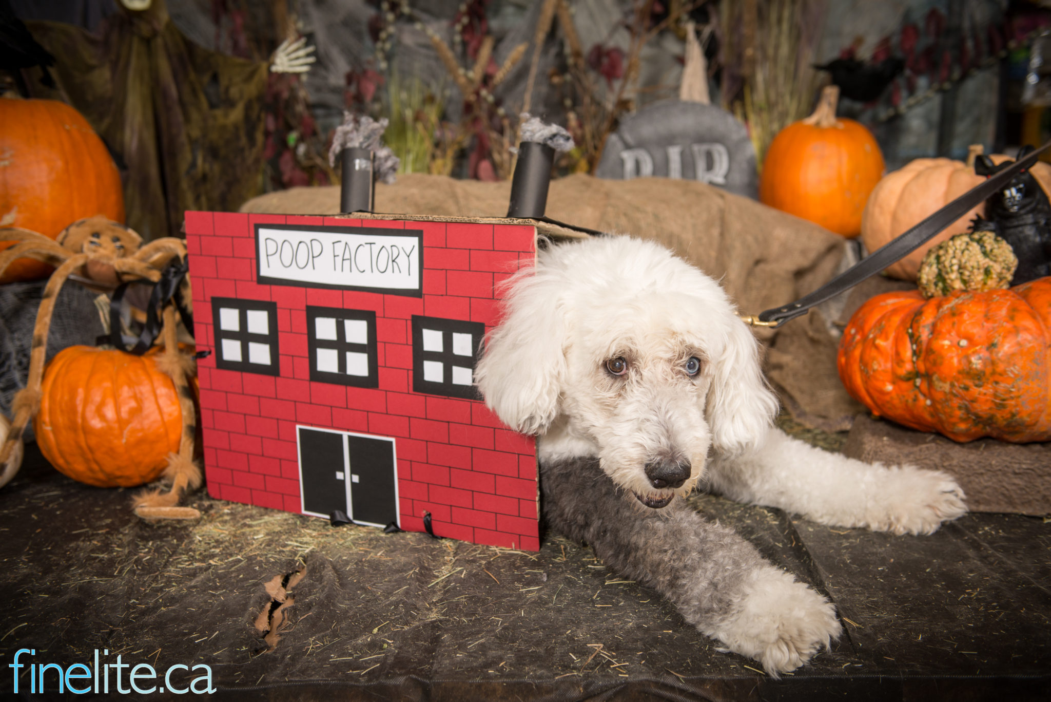 2015 Halloween pet photos