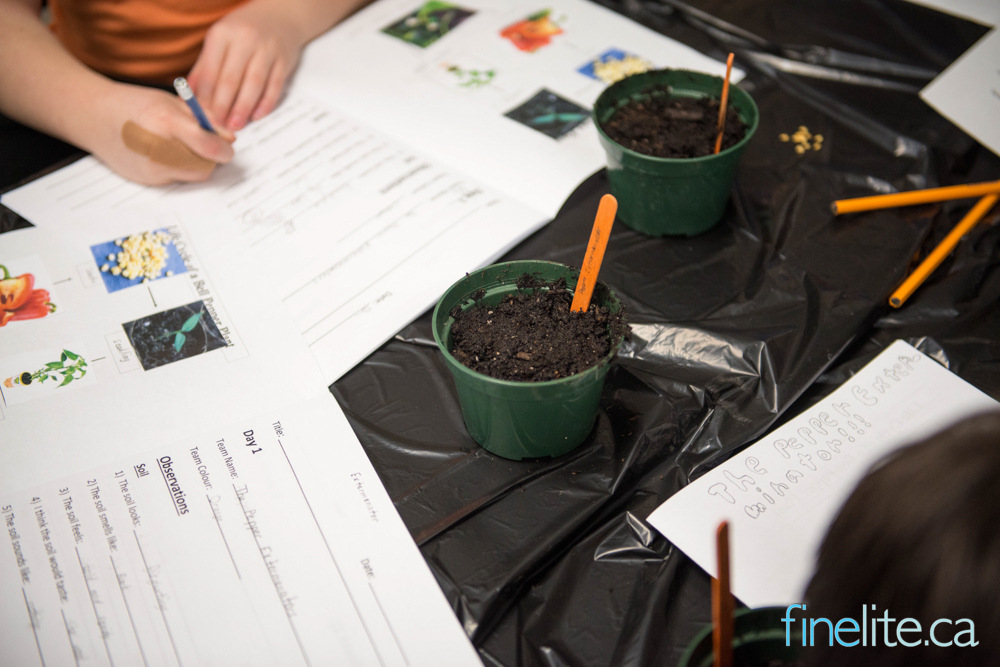Warman Collective Garden – Grade 3 classes